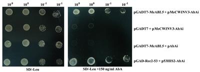MeABL5, an ABA Insensitive 5-Like Basic Leucine Zipper Transcription Factor, Positively Regulates MeCWINV3 in <mark class="highlighted">Cassava (Manihot esculenta Crantz)</mark>
